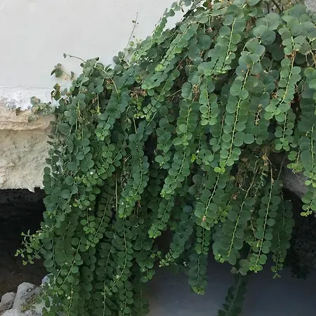 Casa Del Limone *